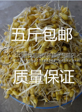 芽苗菜种子 豆芽机种子小白菜 鸡毛菜种子春播秋波四季播种蔬菜