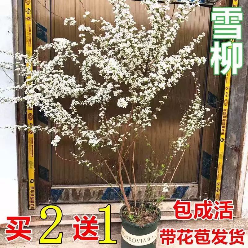 雪柳植物喷雪花苗盆栽绿植客厅珍珠梅庭院大苗雪柳叶树苗鲜枝条 Taobao