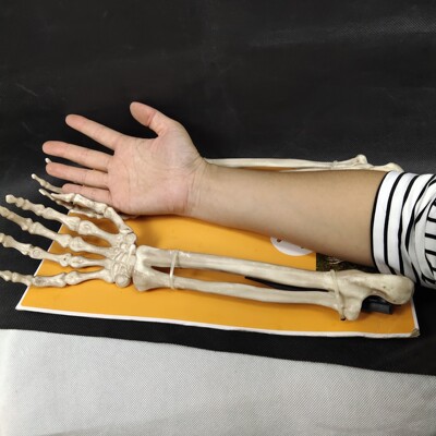 taobao agent Set, human skeleton, props, halloween, 2 pieces