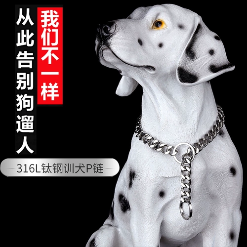 Собачья воротник большой взрыв собаки -Проятная тренировка P Цепочка лабла