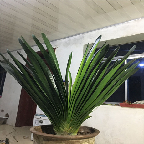长春君子兰黑豹大胜利 君子兰苗花卉绿植盆栽 国兰办公室盆景种子