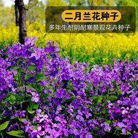 100 таблеток февральской орхидеи [купить 2 получить 1 бесплатно]