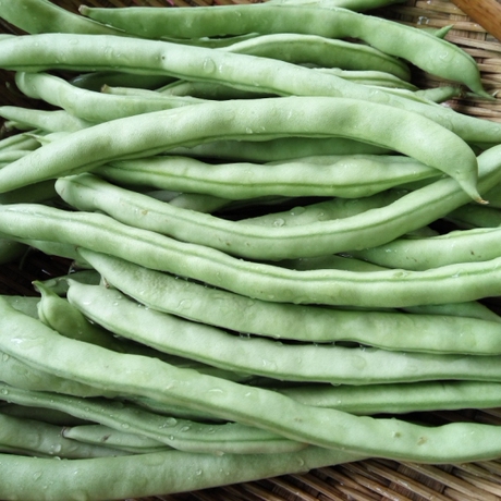 新鲜四季豆芸豆农家自种青菜玉豆角豆蔬菜扁豆本土自留种蔬菜500g