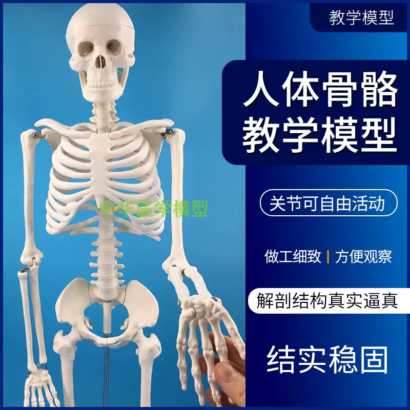 人體骨骼模型人骨架模型85CM人骨架人體骨骼標本醫學藝用最高標準- Taobao