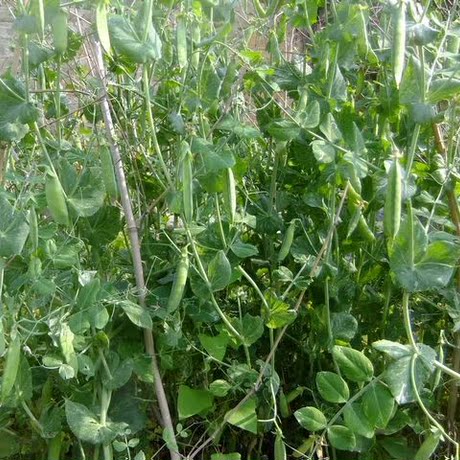 四川菜豆荚 新鲜菜豌豆荚 豌豆角 带壳豌豆 原生态蔬菜 5斤包邮