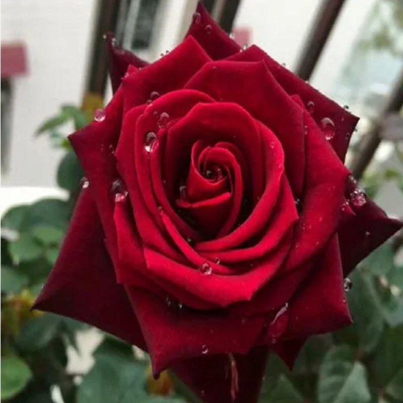 大きい天使の称号を堪える妖しい焦点ローズ 接ぎ木大苗超強臭み 薔薇苗 薔薇 Whirledpies Com 大きい天使の称号を堪える妖しい焦点ローズ 接ぎ木大苗超強臭み 薔薇苗 薔薇 Whirledpies Com