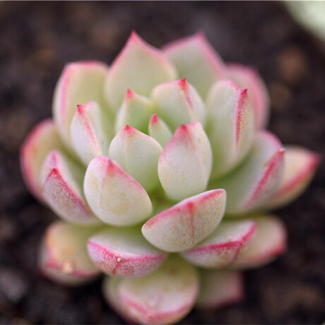 多肉植物 群月冠【 echeveria gungekkan 】