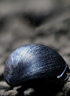 品质虾坊紫纹神秘螺紫百合紫衣螺淡水活体宠物螺观赏螺批发2-3cm