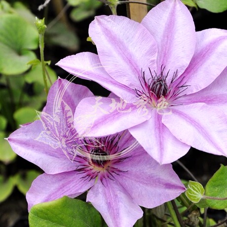 藤本皇后铁线莲 莫妮卡 三年苗