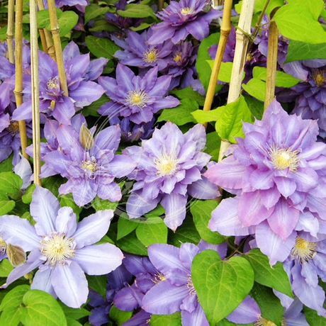 藤本皇后铁线莲 薇安 三年苗