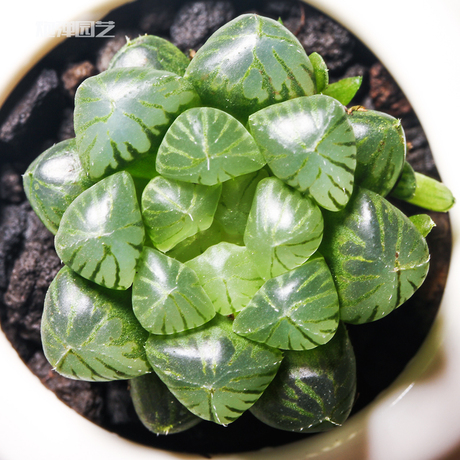 玉露 多肉植物盆栽樓蘭 草玉露 姬玉露冰燈玉露黑姬玉露肉肉植物