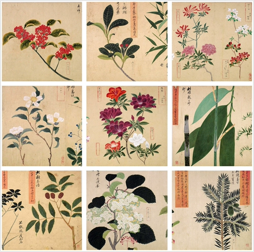 Японская растительная эскиза карта высокоопределяющая электронная версия Коллекция картины