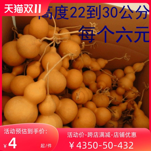 Для тех, кто занимается рисованием, выбраны специальные низкие цены, большое количество тыкв среднего размера, тыквы большого размера, дефектные тыквы, тыквы низкой цены и толстые тыквы.