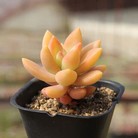 铭月sedum nussbaumerianum 金景天 果冻色 多肉植物