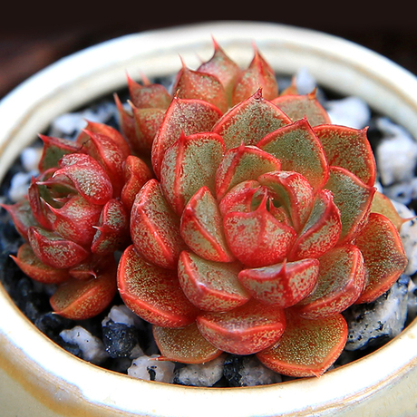 绿野园艺|猫眼石 精选多肉植物花卉办公室组合防辐射多肉绿植盆栽