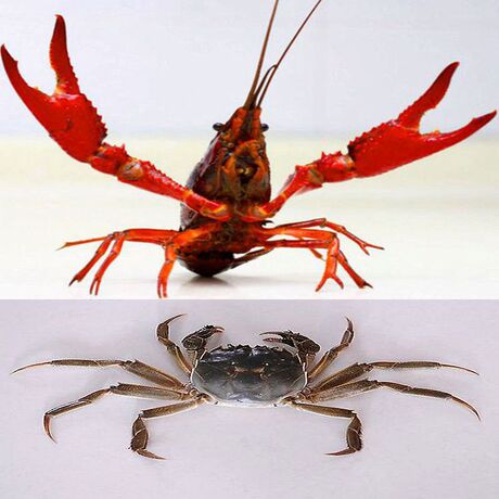 高效龙虾竿螃蟹竿 钓龙虾螃蟹专用杆 户外休闲钓虾钓龙虾钓螃蟹竿 - 