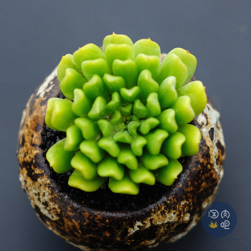 【云南淘肉吧】爱尔兰薄荷 多肉植物