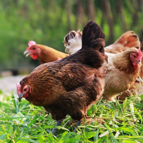 爱逛街为您找到正宗土鸡相关的宝贝,您可以在下面的板块中挑选喜欢的