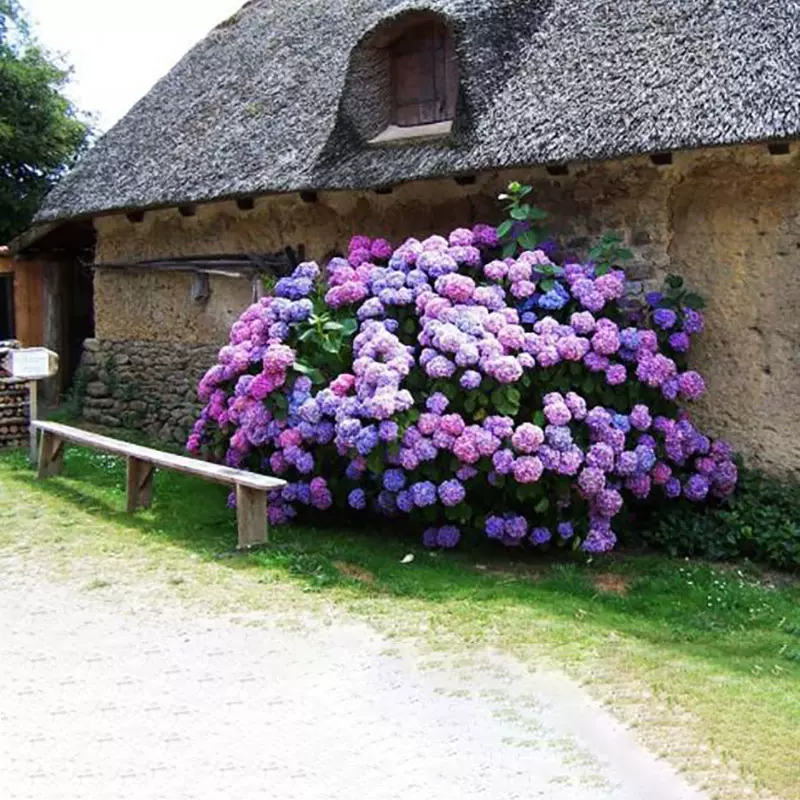 大花绣球花苗盆栽花卉植物室内好养的花四季开花不断无尽夏易成活