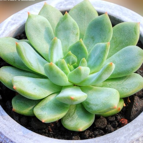 初恋园艺 进口多肉植物【青苹果】品相好精品多肉植物办公室盆栽