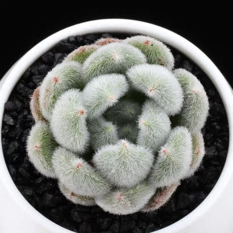 初恋园艺 多肉植物【白闪冠】毛绒绒肉肉可爱 进口肉肉办公室盆栽