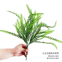 Большая пятерка хвостовая трава