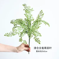 Распродажа Мимоза Папоротник