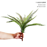 11 Ультра -много листового человека папоротник