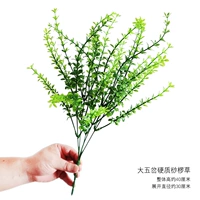 Оранжево-красная большая пятичаточная твердая кипарисовая трава