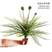 Темно-серый новый папоротник