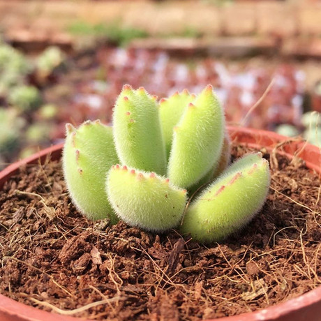 熊童子 多肉植物小熊熊办公室内肉肉熊掌小盆景盆栽有根 绿熊肉肉