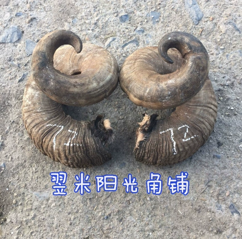 Более десяти лет, старые овечьи рога Нативная пара диагональных сырья Диагональные декоративные украшения