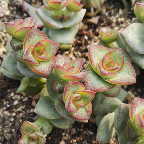 星王子 口红 星乙女 大型钱串 多肉植物