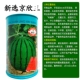Недавно отобранные 50 грамм/баррель видов арбуза jingxinwang