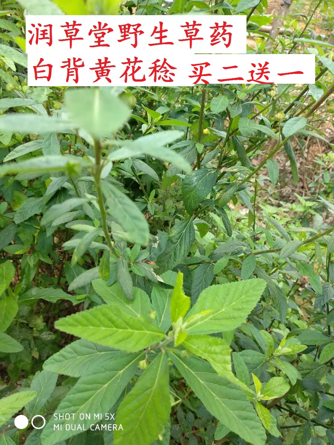 野生草药材梅肉草白背黄花稔黄花地桃花黄花母干货500克包邮