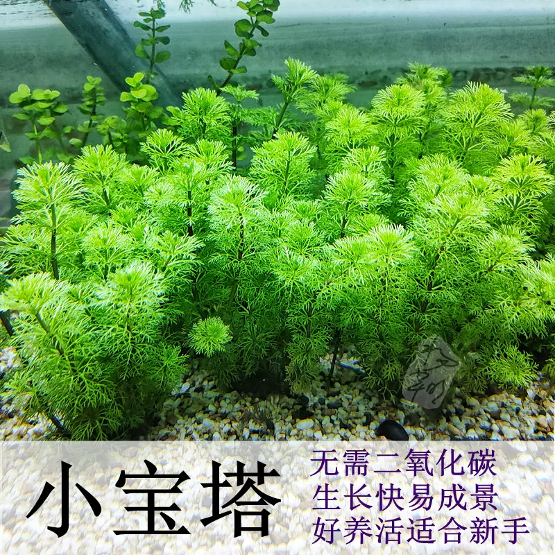 草缸前景水草植物活体阴性无需二氧化碳co2鱼缸造景水下叶红