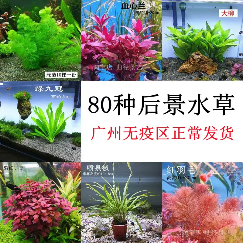 草缸前景水草植物活体阴性无需二氧化碳co2鱼缸造景水下叶红 Taobao