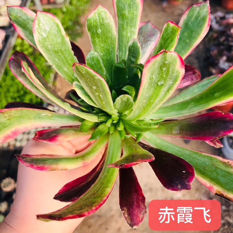 万圣节多肉植物 多图 价格 图片 天猫精选