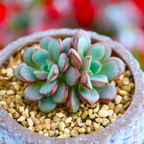 多肉植物姬葡萄多肉群生肉肉仙人掌植物办公桌园艺防辐射绿植盆栽