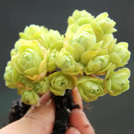 黄金山地 超美约8头 幅径4厘米 e家小屋精美多肉植物