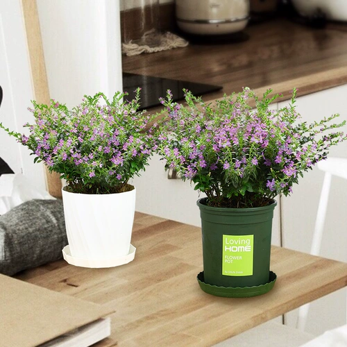 Звездный балкон в горшках с цветочными бутонами, цветущими все сезоны, постоянно выдерживает высокую температуру на солнце