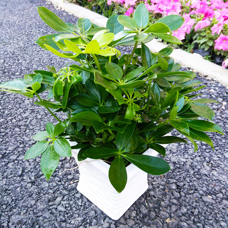 鸭脚木鸭掌木吸甲醛净化空气办公室植物盆栽吸尼古丁鹅掌柴七叶莲