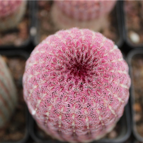 实生仙人球 多肉植物 自根红太阳 紫太阳