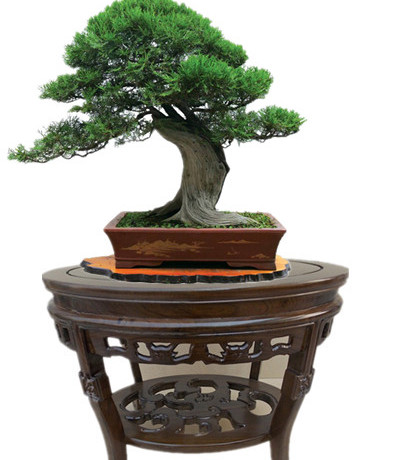 实木盆景桌榆木椭圆盆景桌圆形 客厅椭圆形实木鱼缸架花架置物架