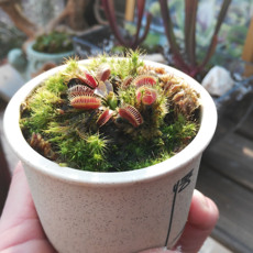 насекомоядное растение 捕蝇草食虫植物趣味绿植小盆栽捕苍蝇杀蚊子奇花异草包邮不含陶盆