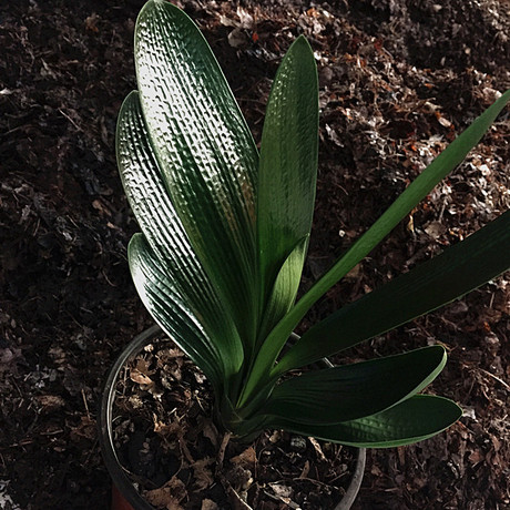 长春君子兰精品麻脸油匠短叶金颗粒黑豹麻脸腊膜绿植花卉净化空气