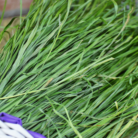3斤包邮 16年烘干特级果树草250g兔子干草荷兰猪龙猫草替代提摩西
