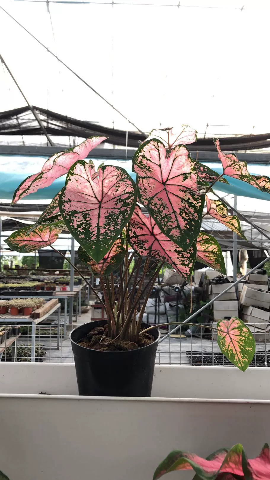 现货--- Philodendron 'Pink Princess' 粉公主蔓绿绒/热植-Taobao