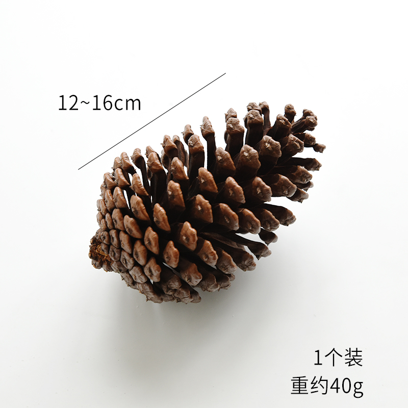 American pine (1 piece)