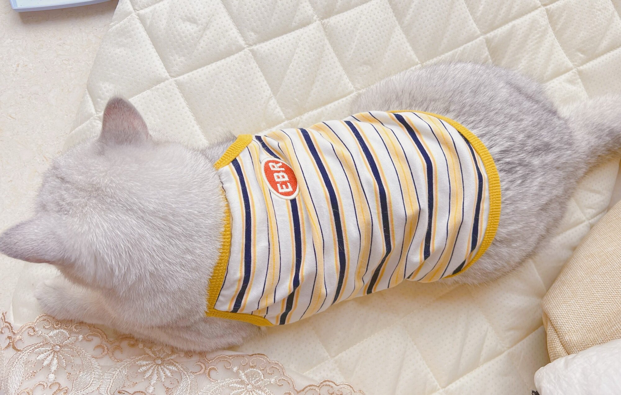 猫咪衣服薄款防掉毛夏季猫猫小猫幼猫蓝猫宠物背心加菲布偶猫春秋